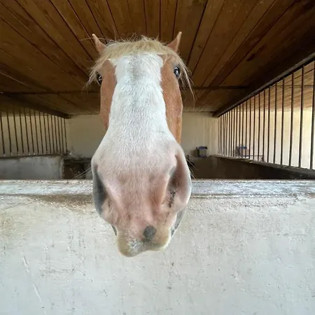 House Dom Na Kaszubach Sominy