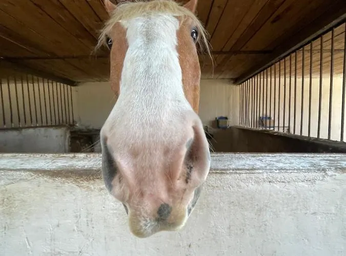 House Dom Na Kaszubach Sominy